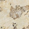 Лаппатированный Atlas Concorde Marvel Gala Desert Soul 120x120 Lappato — фото 4
