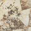 Лаппатированный Atlas Concorde Marvel Gala Desert Soul 120x120 Lappato — фото 10