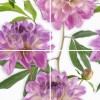 Панно Cerrol  Komplet-4 Bellini Lila 80x50