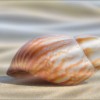 Декор Cerrol  Durango Playa A Centro Wave 20x50