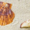 Бордюр Cerrol  Durango Playa Listwa 6,5x50