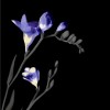 Cerrol  Kwant/Spring Spring czarny 1 centro Декор 25x40
