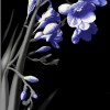 Cerrol  Kwant/Spring Spring czarny 2 centro Декор 25x40