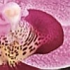 Cerrol  Porto Bambu and Orchid listwa Бордюр 6х60