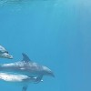 Cerrol  Porto Dolphins 1 centro Декор 25x60 