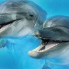 Cerrol  Porto Dolphins 2 centro Декор 25x60 