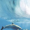 Cerrol  Porto Dolphins А Панно 100x60 (4пл)