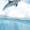 Cerrol  Porto Dolphins B Панно 100x60 (4пл)