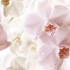 Cerrol  Porto Flowers Flower Панно 75x60 (3пл) 