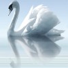Cerrol  Porto Water and Swan А Панно 75x60 (3пл)