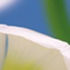 Cerrol  Porto Water Garden_Blue Garden Blue garden Бордюр 6х60 