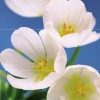 Cerrol  Porto Water Garden_Blue Garden Blue Garden Панно (из 3пл) 75x60 
