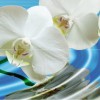Cerrol  Porto Water Garden_Blue Garden Water Garden А Панно (из 2пл) 60х50 50х60 