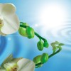 Cerrol  Porto Water Garden_Blue Garden Water Garden В Панно (из 2пл) 60х50 50х60 