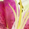 Cerrol  Porto Lilium Бордюр 6х60 