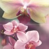 Панно Дельта Керамика Blossom P2D183 (из 2-х пл.) 30x40