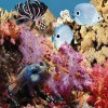 Декор Ocean 20x50 Дельта Керамика Ocean Reef 1 20x50