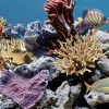 Декор Ocean 20x50 Дельта Керамика Ocean Reef 2 20x50