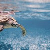 Декор Ocean 20x50 Дельта Керамика Ocean Turtle 20x50