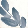 Декор Marazzi Italy M9JA Rice Bianco Decoro Blossom Lux 15х15 — фото 4