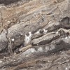 Полированный Neodom Massimo Amadeus Polished 80x160 — фото 3