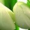Бордюр Polcolorit  Arco TULIPANY 6х60