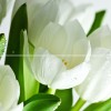 Панно Polcolorit  Arco Verde Tulipan 50х60