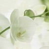 Декор Wajazz Paris Aqua Orchid A Decor 30x60