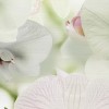 Декор Wajazz Paris Aqua Orchid B Decor 30x60