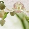 Декор Wajazz Paris Aqua Orchid C Decor 30x60