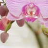 Декор Wajazz Paris Lila Orchid C Decor 30x60