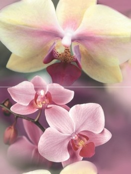 Дельта Керамика Blossom P2D183 (из 2-х пл.) 30x40