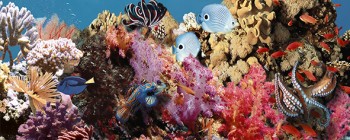 Дельта Керамика Ocean Reef 1 20x50