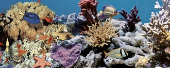 Дельта Керамика Ocean Reef 2 20x50
