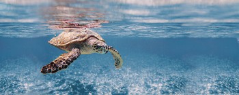 Дельта Керамика Ocean Turtle 20x50