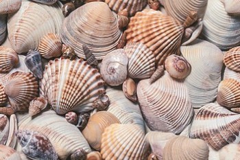Дельта Керамика Seashore D1D173 20x30