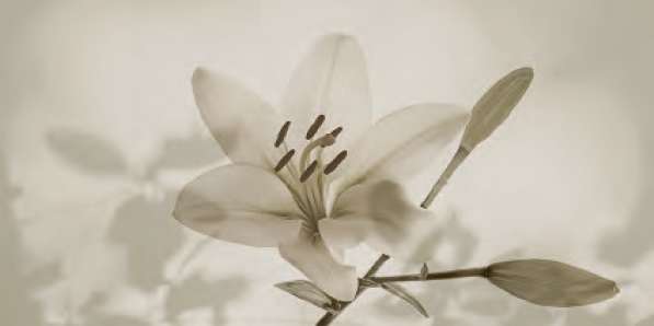 Фото в интерьере Gardenia Orchidea Gioia